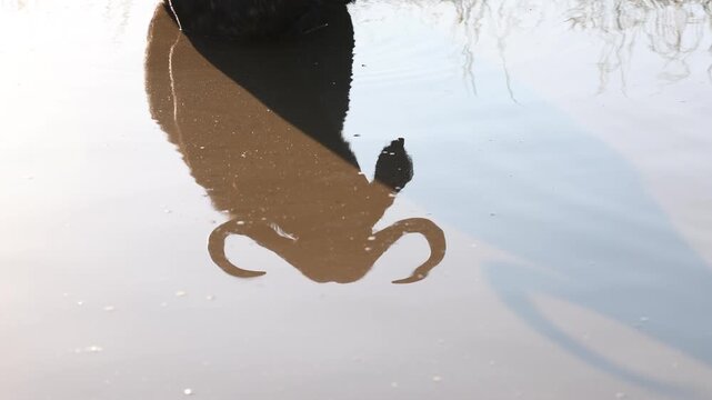 African buffalo bull wallowing in muddy water at sunset in African wildlife reserve, flies swarming around massive animal during golden hour safari scene in natural savanna habitat, cinematic nature