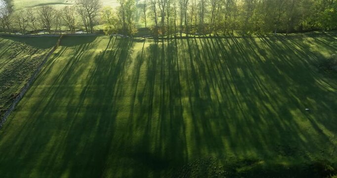 Farmland and row of trees in Yorkshire Dales