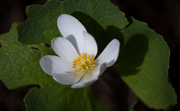 Bloodroot, NB, Canada