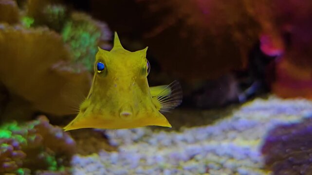 Close up of a small yellow pyramid puffer fish swimming beside a coral reef underwater