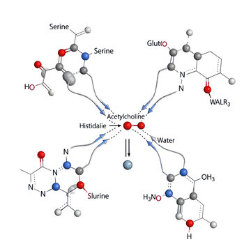 Acetylcholine molecular structure diagram model.
