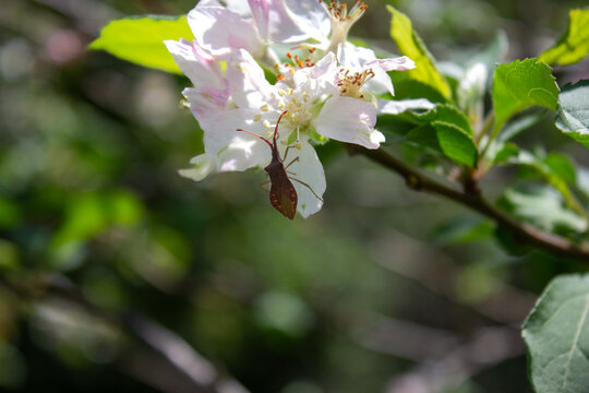 squash bug Haploprocta sulcicornis Insect on Delicate Apple Blossom Flower