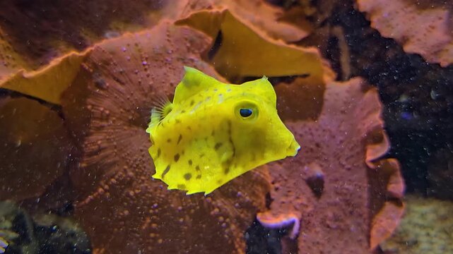 Close up of a small yellow pyramid puffer fish swimming beside a coral reef underwater