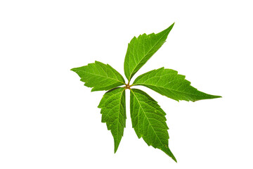 Fototapeta premium Single Green Leaf Cut Out Isolated