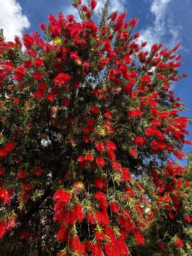 Nahaufnahme rote Bl&uuml;te Zylinderputzer , Callistemon, vor blauem Himmel in Lissabon 