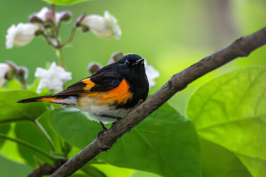 Male American redstart perched in a tree.