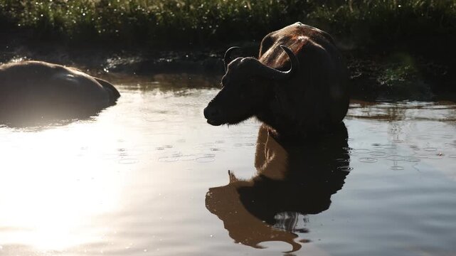 African buffalo bull wallowing in muddy water at sunset in African wildlife reserve, flies swarming around massive animal during golden hour safari scene in natural savanna habitat, cinematic nature