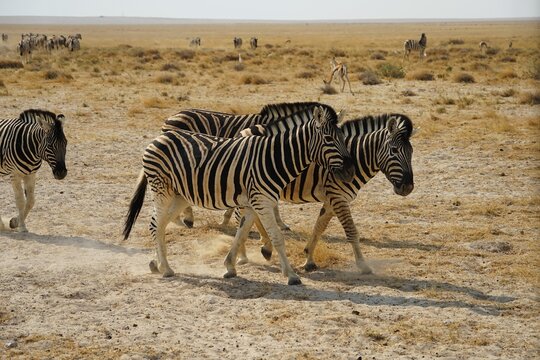 A small group of Plains Zebras (Equus quagga) standing in the vast, arid landscape of Etosha National Park, Namibia. Wildlife photography on a game drive featuring zebras in the dry savanna with a haz