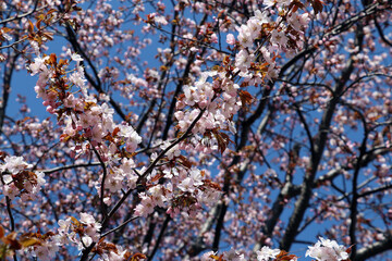 Obraz premium 桜, 春, 日本, Sakura, spring, Japan,
