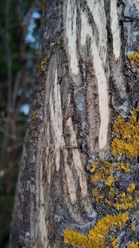 Close-up tracking shot of stripped tree bark with long damaged marks likely caused by moose feeding activity. The camera moves upward from detailed bark textures toward the bare crown of a leafless
