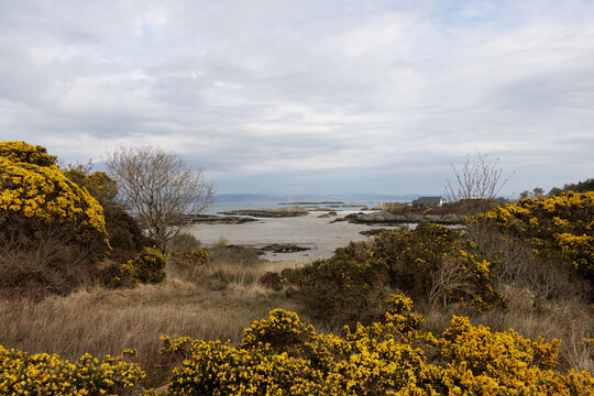 Yellow gorse flowers growing by Scottish beach landscape in May