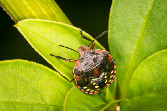 Close up of Nezara viridula, commonly known as the southern green stink bug (USA), southern green shield bug (UK) or green vegetable bug (Australia and New Zealand), which is a plant-feeding stink bug