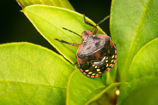 Close up of Nezara viridula, commonly known as the southern green stink bug (USA), southern green shield bug (UK) or green vegetable bug (Australia and New Zealand), which is a plant-feeding stink bug