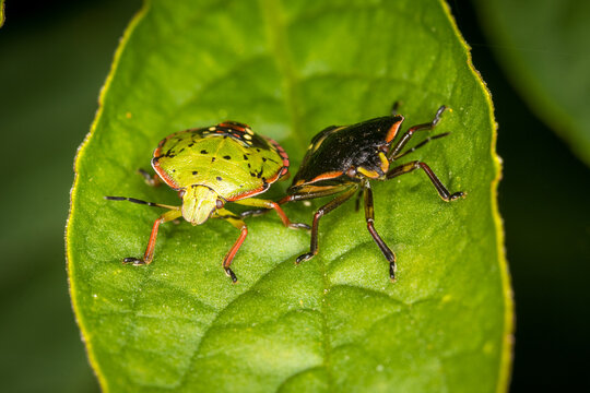 Close up of Nezara viridula, commonly known as the southern green stink bug (USA), southern green shield bug (UK) or green vegetable bug (Australia and New Zealand), which is a plant-feeding stink bug