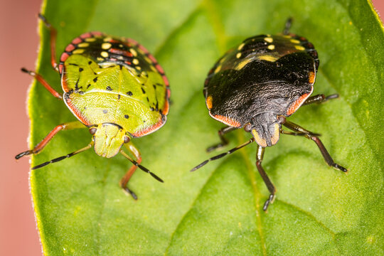 Close up of Nezara viridula, commonly known as the southern green stink bug (USA), southern green shield bug (UK) or green vegetable bug (Australia and New Zealand), which is a plant-feeding stink bug