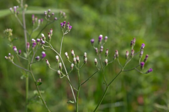 a grass1d Cyanthillium cinereum,Small purple and white flowers blooming in a field