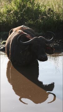 African buffalo bull wallowing in muddy water at sunset in African wildlife reserve, flies swarming around massive animal during golden hour safari scene in natural savanna habitat, cinematic nature