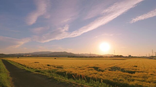 夕日に黄金色に輝く麦畑と沈みゆく太陽（福岡県小郡市）