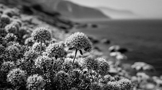 Norwegian buttercup flowers blooming on a rugged rocky coastline