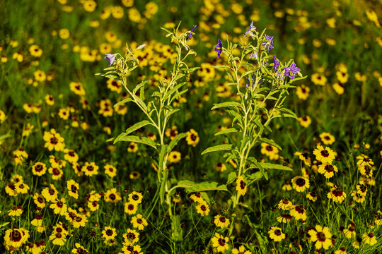 Vibrant yellow plains coreopsis and tall purple silverleaf nightshade bloom together in a sun-drenched wildflower meadow near Enchanted Rock, Texas.