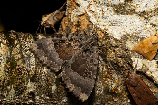 Black Underwing Moth on a Tree Trunk at Nightime. England, UK.