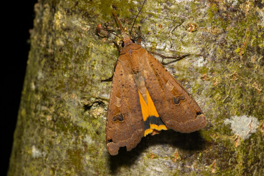Large Yellow Underwing moth on a tree trunk on a summer evening. England, UK.