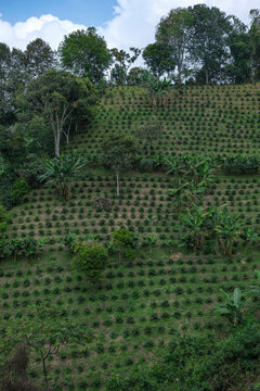 Salento, Colombia - February 8, 2026: Coffee plantation in the Coffee Region in Salento, Colombia.