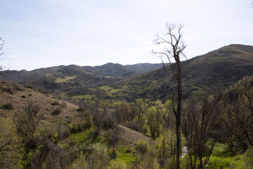 Fototapeta premium Dead tree overlooking recovering western mountain valley landscape