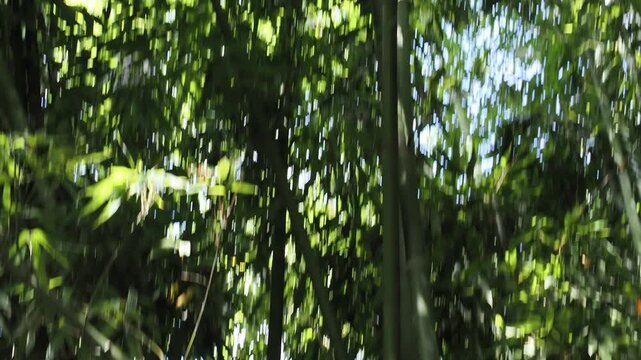 A serene bamboo grove in garden, showcasing lush green stems and foliage, creating a peaceful and zen-like atmosphere