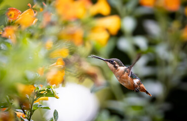 Colibrí heliodoro (Chaetocercus heliodor), colibrí de heliodoro, estrellita de gorguera, estrella cuellirroja, rumbito diminuto o zumbador diminuto © AndresCastillo