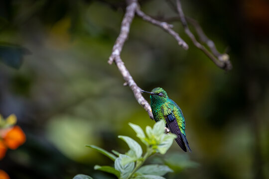 Esmeralda Piquiroja - Red-billed Emerald - Chlorostilbon gibsoni (CE)