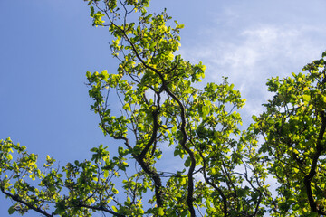 Fototapeta premium Bright Green Leaves Against Clear Blue Sky on a Sunny Day