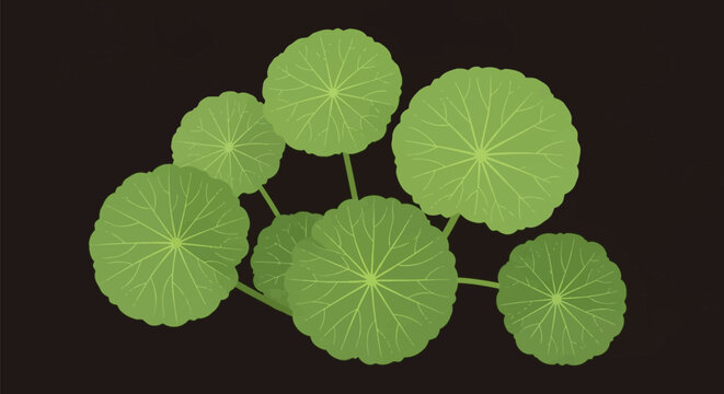 Close-up vector illustration of Gotu Kola (Centella asiatica) green leaves with visible radial veins on a dark background, showing a botanical pattern of round pennywort foliage.