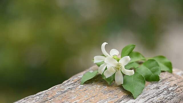Andaman satinwood or Murraya paniculata branch flowers and green leaves on natural backgroud.
