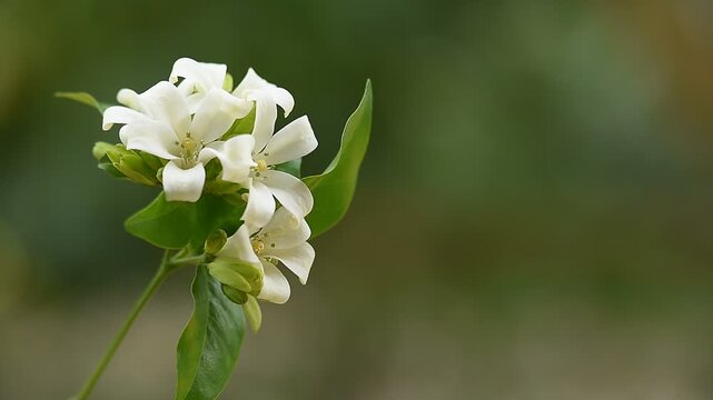 Andaman satinwood or Murraya paniculata branch flowers and green leaves on natural backgroud.