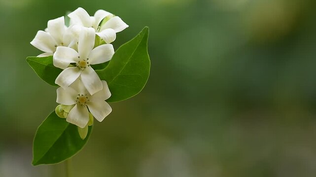 Andaman satinwood or Murraya paniculata branch flowers and green leaves on natural backgroud.