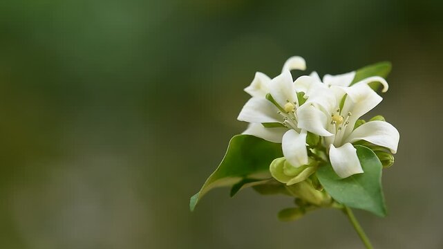 Andaman satinwood or Murraya paniculata branch flowers and green leaves on natural backgroud.