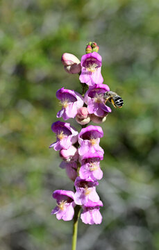 A bee visits a blooming Scented Penstemon (Penstemon palmeri) wildflower in the high desert of Nevada.
