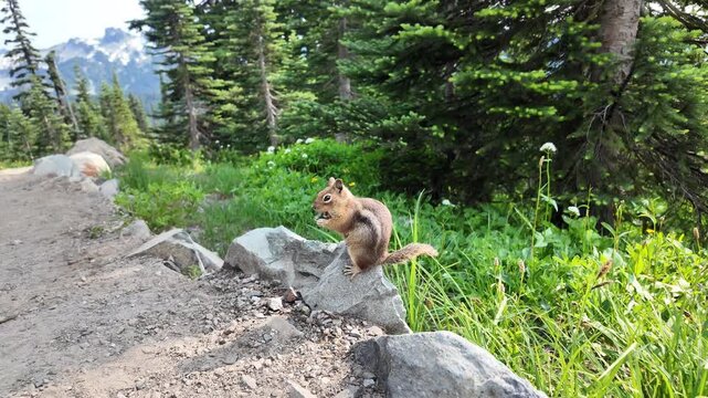 Chipmunk rodent. Gopher outdoor. Wild animal in nature. Squirrel at the pathway. Rodent animal chipmunk. Rodent animal family. Wildlife nature. Ground squirrel. Chipmunk wild squirrel