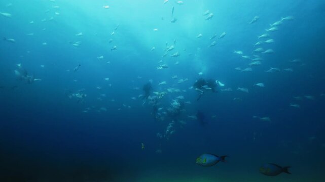 Large school of colorful parrotfish swimming above sandy seabed in clear tropical ocean water, cinematic underwater marine life scene with exotic fish moving through vibrant coastal habitat