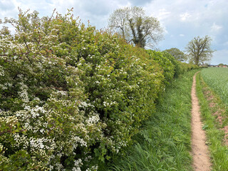 Hawthorn hedge in flower next to a rural public footpath in May, North Yorkshire, England, United Kingdom © A Linscott