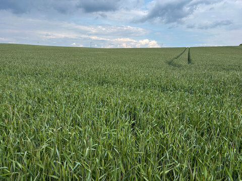 Crop of hybrid rye growing in a field in May, North Yorkshire, England, United Kingdom