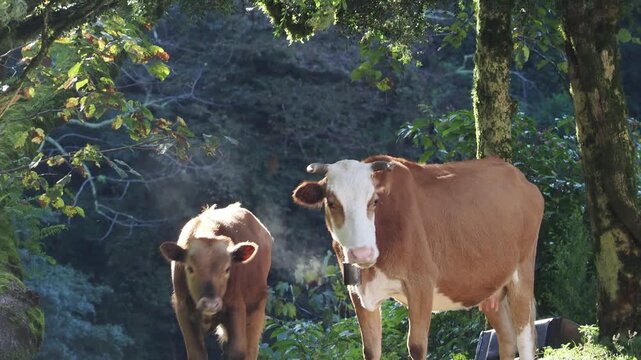Cow on lawn. Cow grazing on green meadow. Holstein cow. Eco farming. Cows in a mountain field. Cows on a summer pasture. Idyllic landscape with herd of cow grazing on green field with fresh grass.