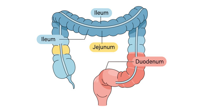 Medical illustration showing sections of the human small intestine duodenum jejunum and ileum