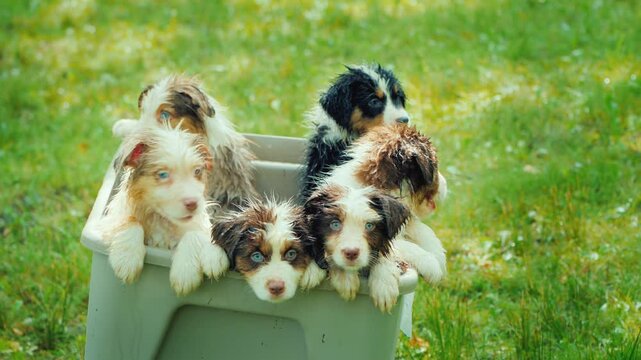 A group of six adorable australian shepherd puppies, with wet fur and sparkling blue eyes, playfully peering out from large grey plastic container, set against a vibrant green grass background.