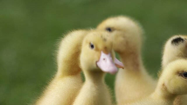 Cute yellow ducklings on green grass, closeup. Baby animals