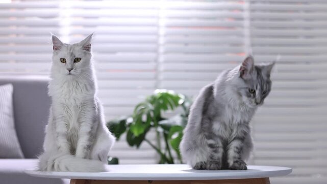 Cute Maine Coon cats on white table at home