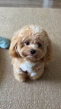 Cute white puppy dog with orange bow