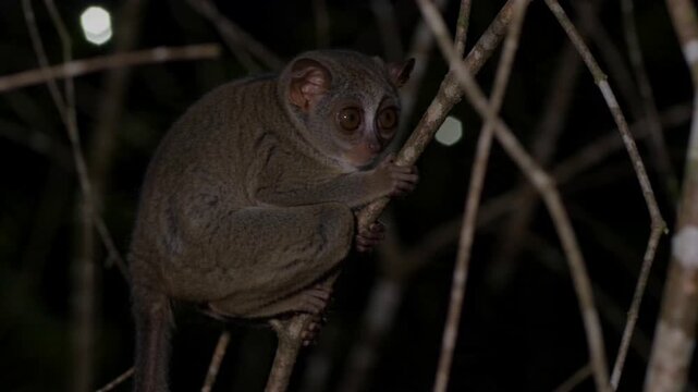 Nocturnal Tarsier Perched on a Branch in the Dark Forest.
