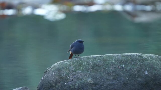 Wide shot of a male plumbeous water redstart bird perching on a large river boulder against a smooth, blurred water background with soft reflections.